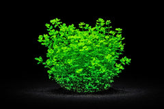 Micranthemum umbrosum