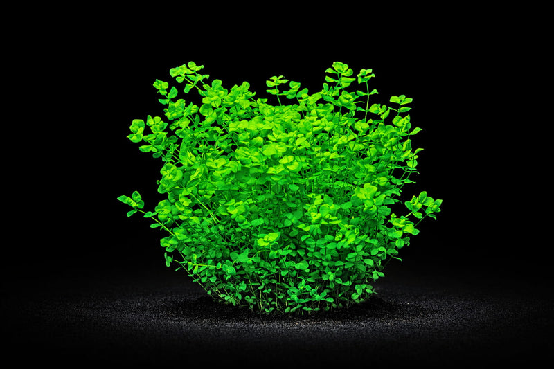 Micranthemum umbrosum