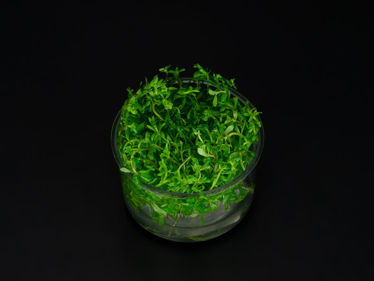 Limnophila sp. 'Vietnam'