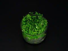 Limnophila sp. 'Vietnam'