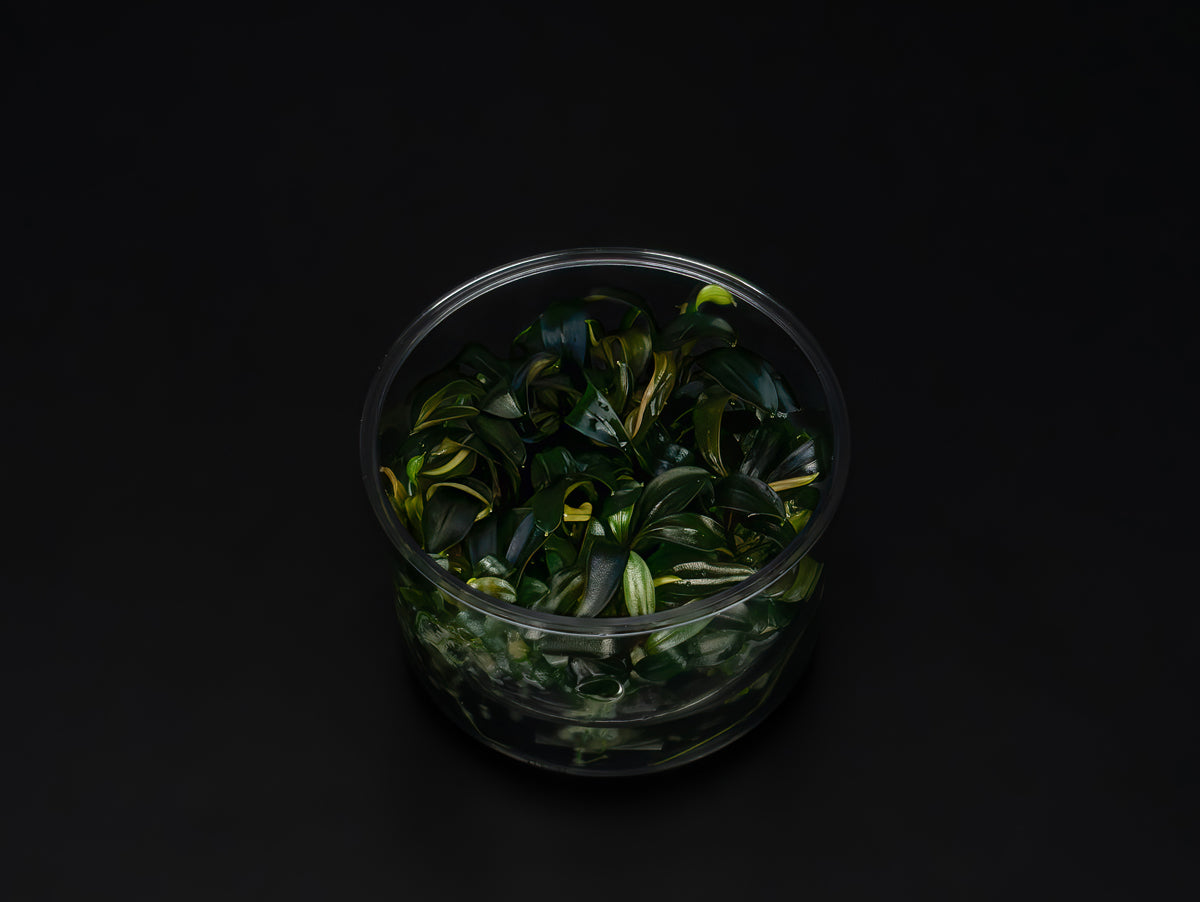 Bucephalandra sp. 'Brownie Ghost'