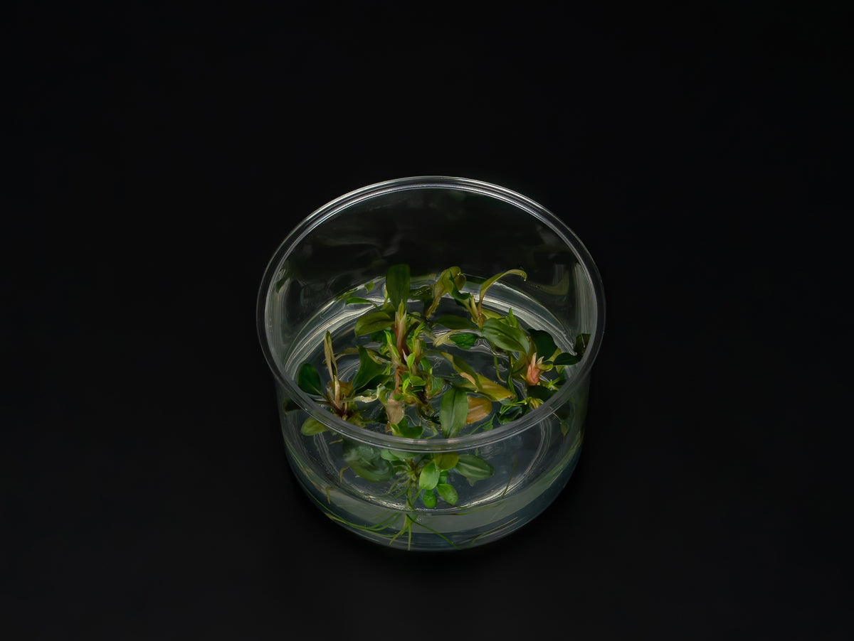 Bucephalandra sp. 'Deep Purple'