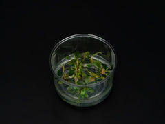 Bucephalandra sp. 'Deep Purple'