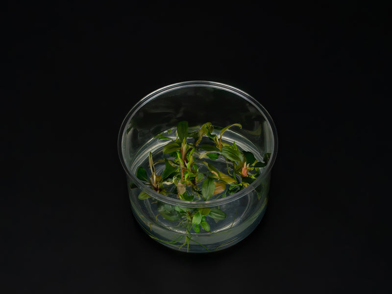Bucephalandra sp. 'Deep Purple'