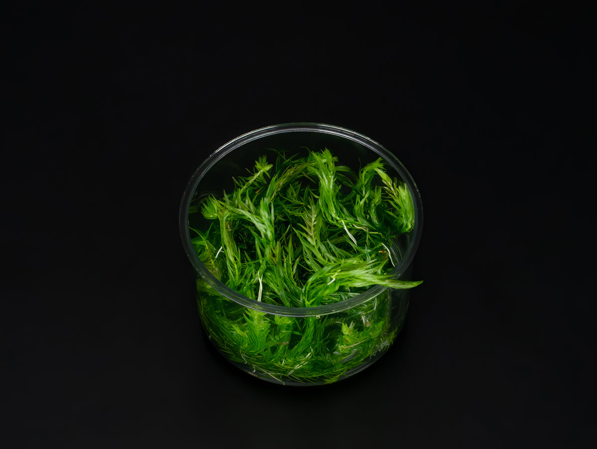 Mayaca fluviatilis