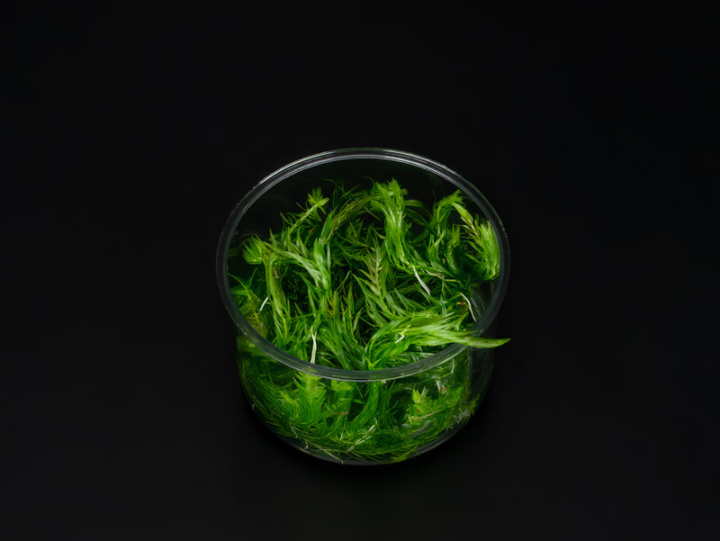 Mayaca fluviatilis