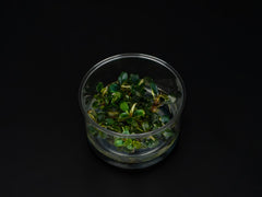 Bucephalandra sp. 'Red'