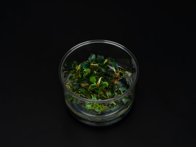 Bucephalandra sp. 'Red'