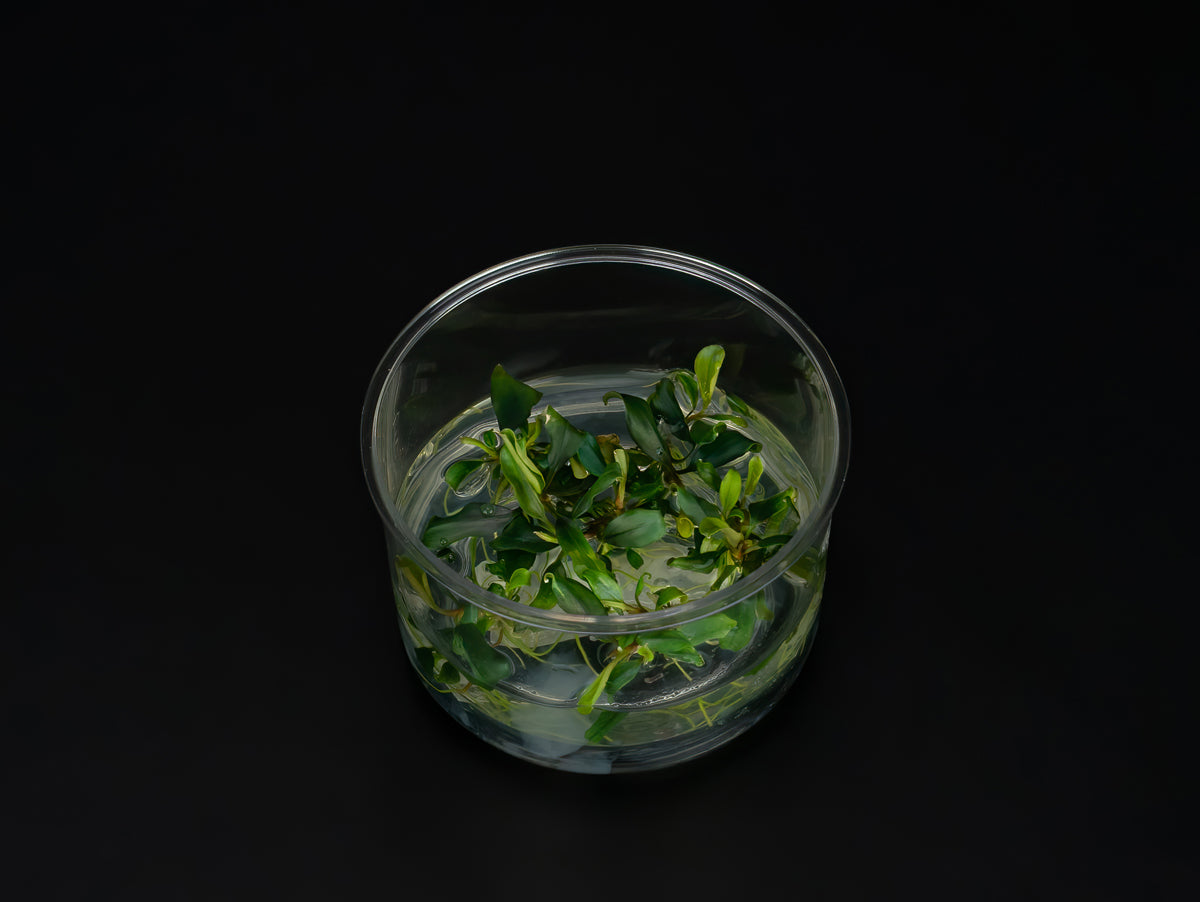 Bucephalandra sp. 'Theia green blue'