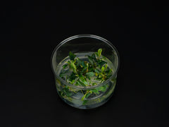 Bucephalandra sp. 'Theia green blue'