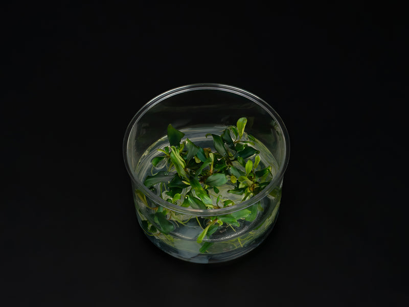 Bucephalandra sp. 'Theia green blue'