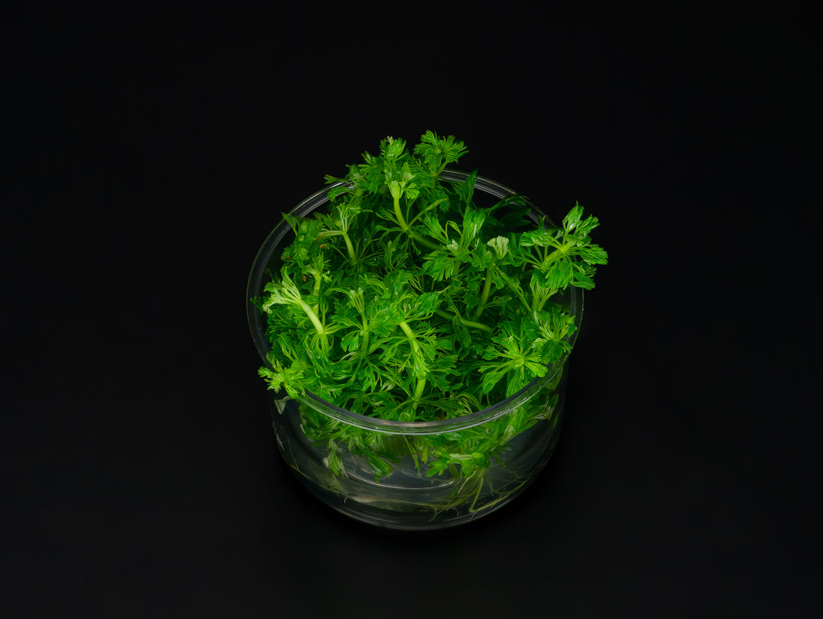 Limnophila cf. australis