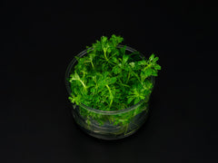 Limnophila cf. australis