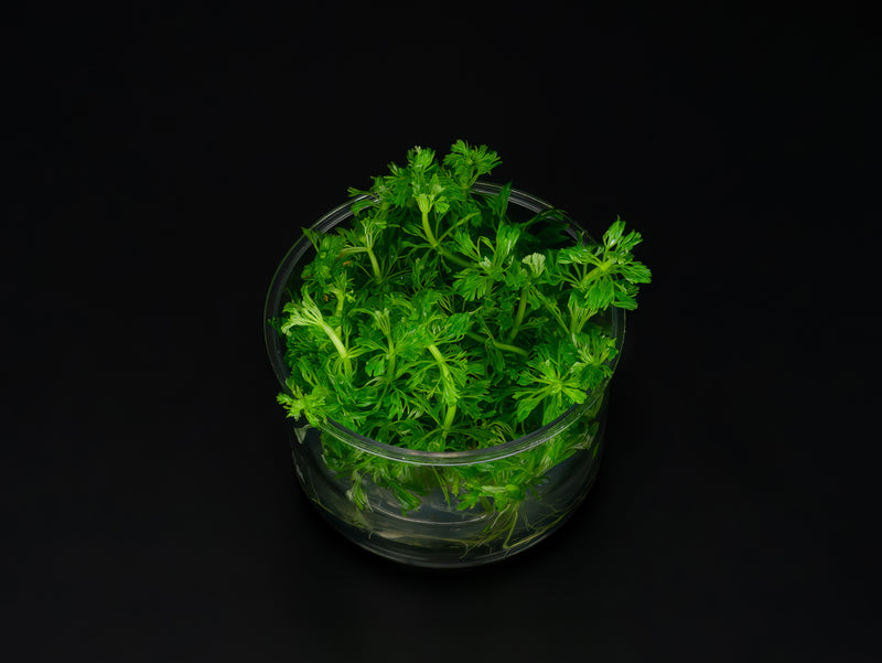Limnophila cf. australis