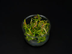 Ammannia pedicellata 'Golden'
