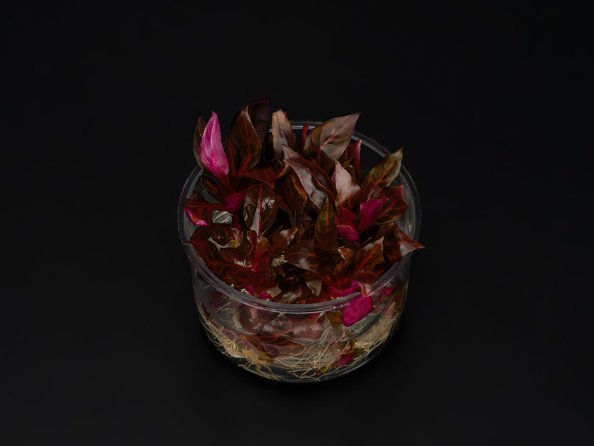 Alternanthera reineckii 'Rosanervig'