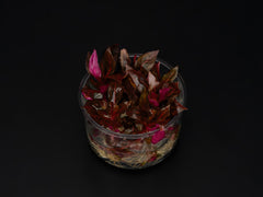 Alternanthera reineckii 'Rosanervig'