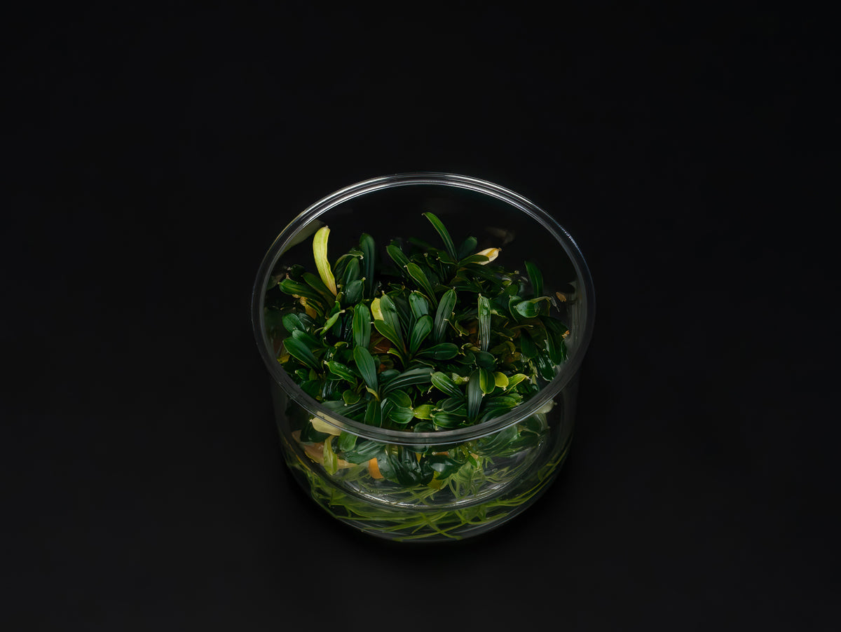 Bucephalandra sp. 'Aqua Artica'