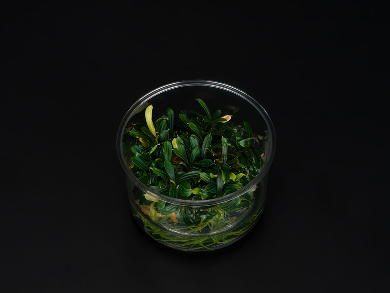 Bucephalandra sp. 'Aqua Artica'