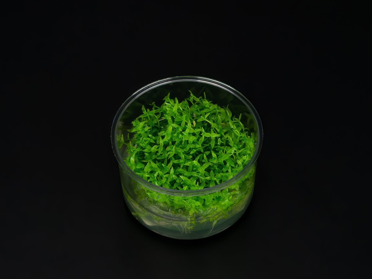 Gratiola viscidula