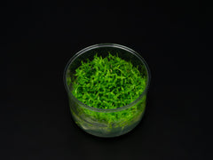 Gratiola viscidula