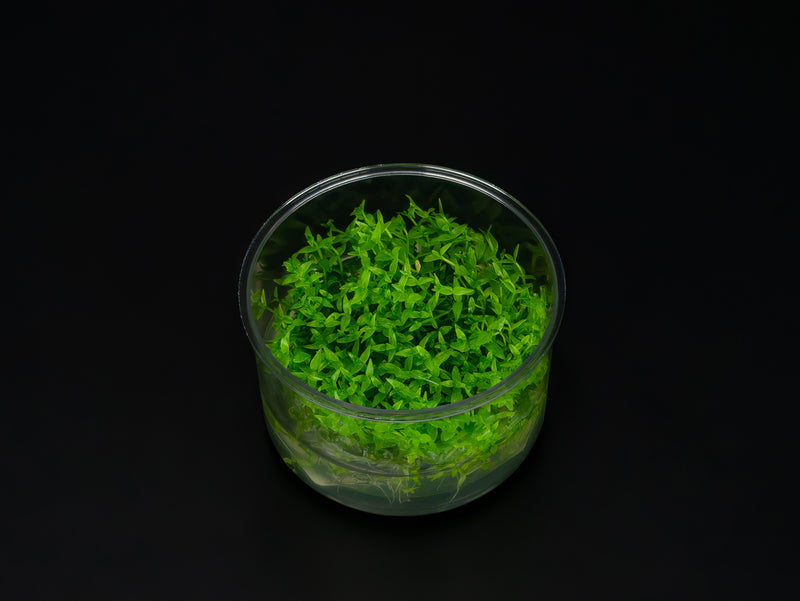 Gratiola viscidula