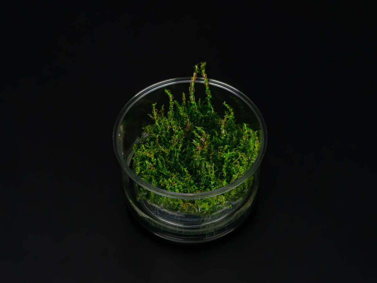 Rotala macrandra 'Pearl'