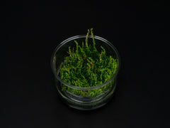 Rotala macrandra 'Pearl'
