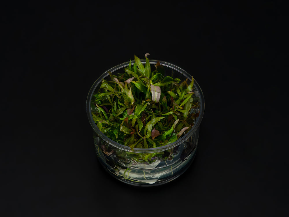Pogostemon stellatus