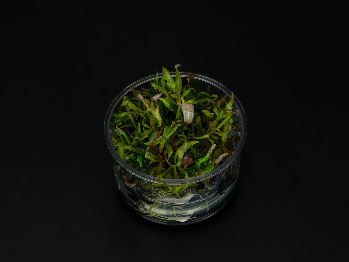 Pogostemon stellatus