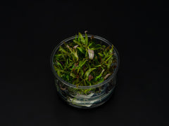 Pogostemon stellatus