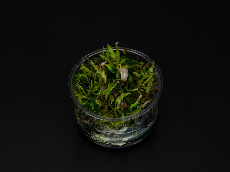 Pogostemon stellatus