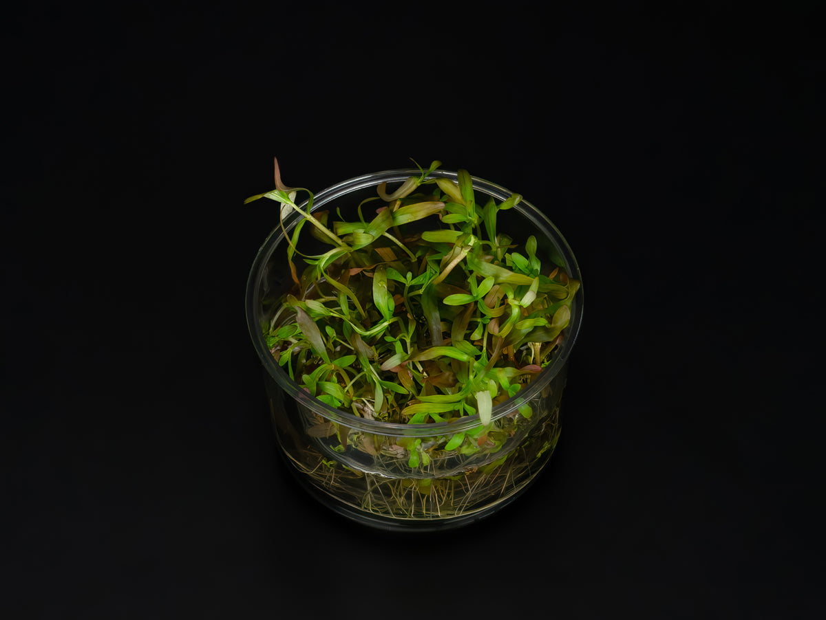 Ammannia senegalensis