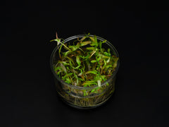 Ammannia senegalensis