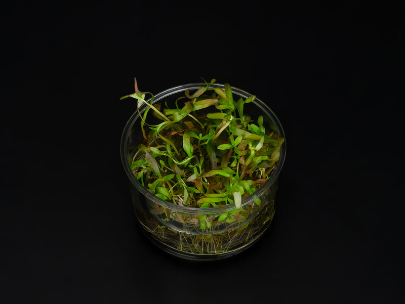 Ammannia senegalensis