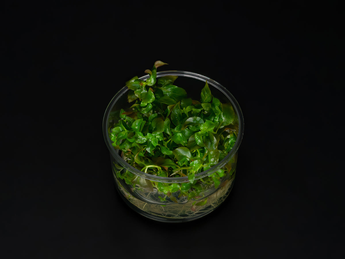Ludwigia ovalis