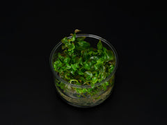 Ludwigia ovalis