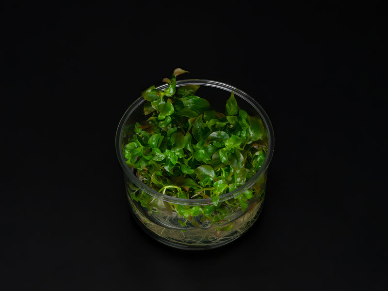 Ludwigia ovalis