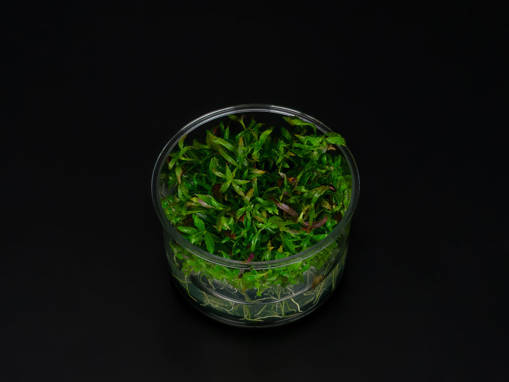 Limnophila hippuridoides