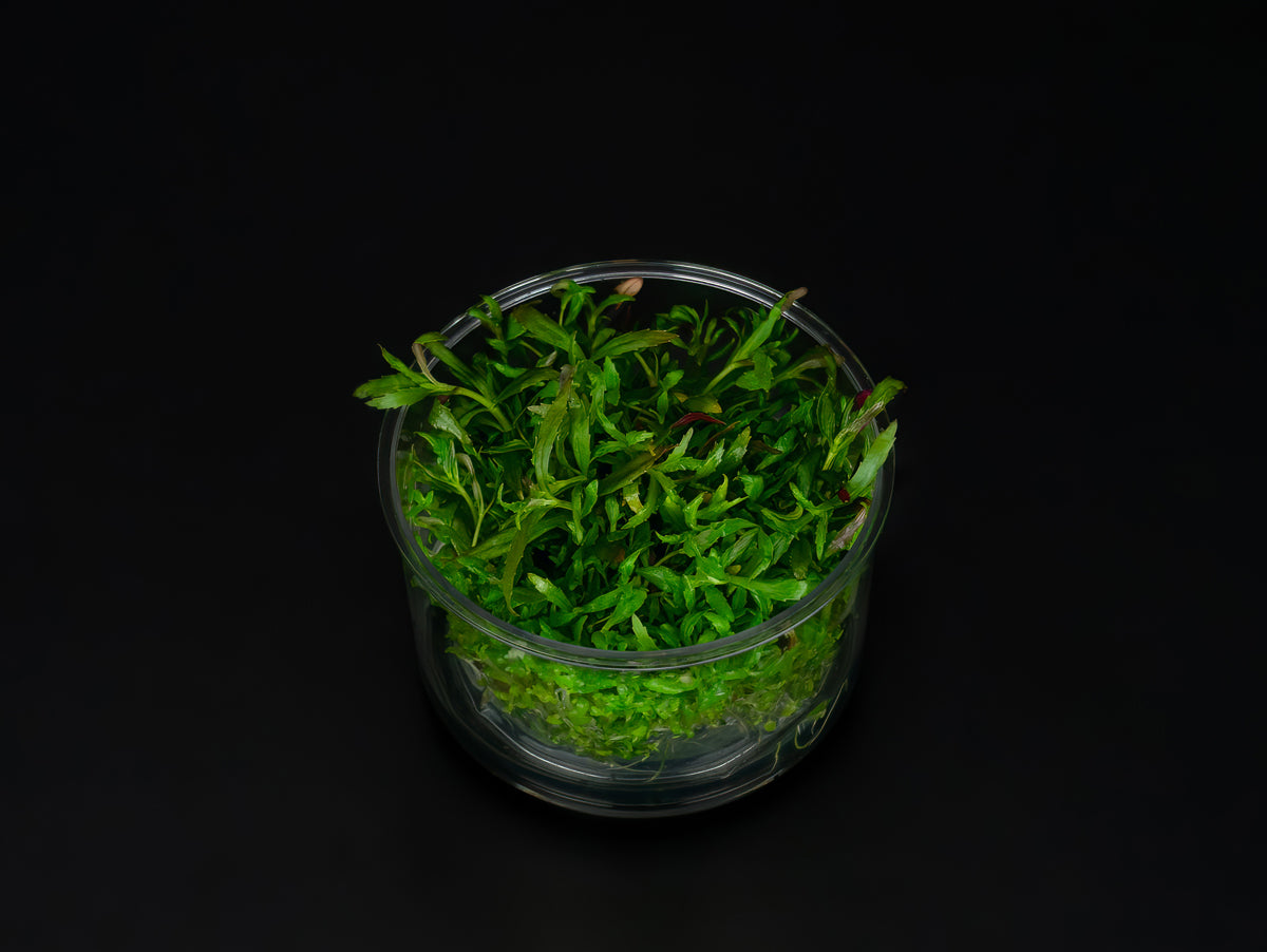 Limnophila aromatica