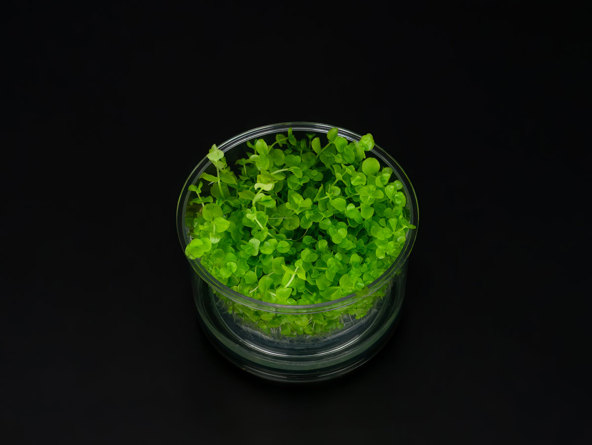 Micranthemum umbrosum