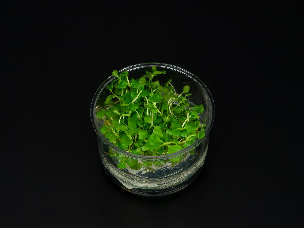 Lysimachia nummularia