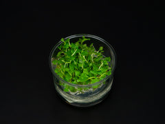 Lysimachia nummularia