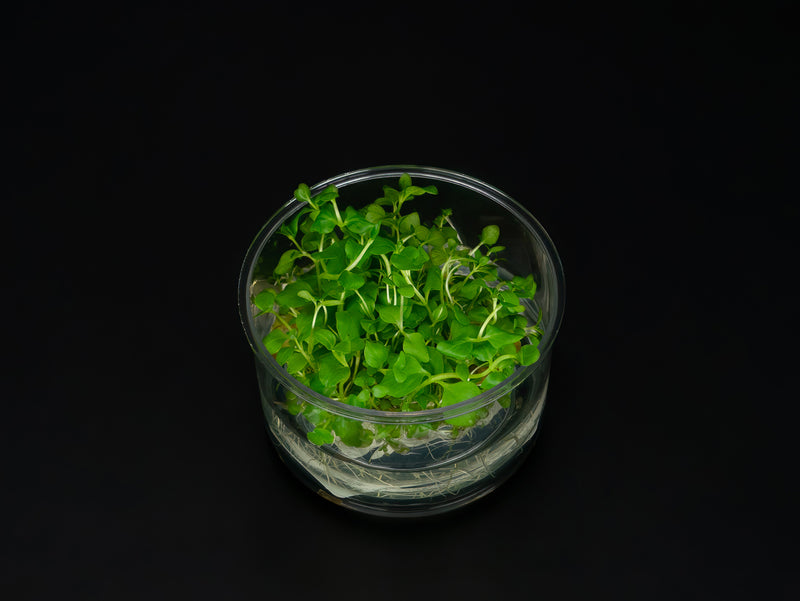 Lysimachia nummularia