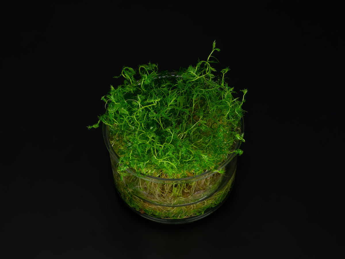 Proserpinaca palustris 'cuba'