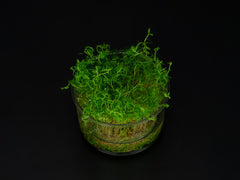 Proserpinaca palustris 'cuba'