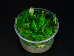 Cryptocoryne pontederifolia
