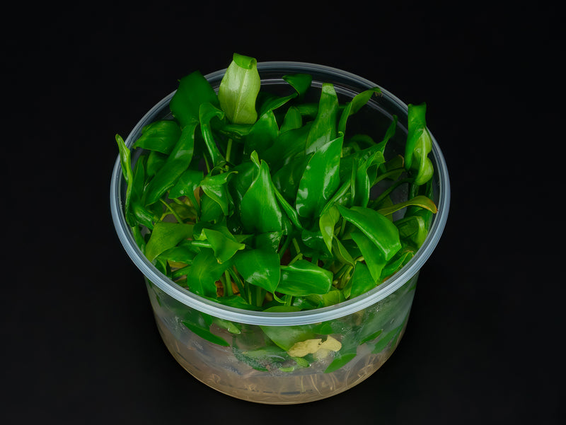 Cryptocoryne pontederifolia