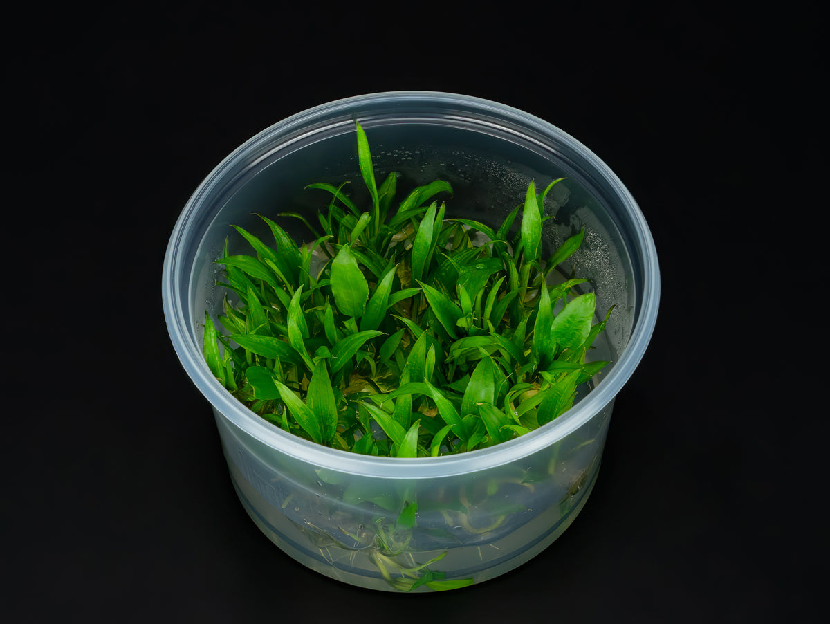 Cryptocoryne wendtii 'Green Gecko'