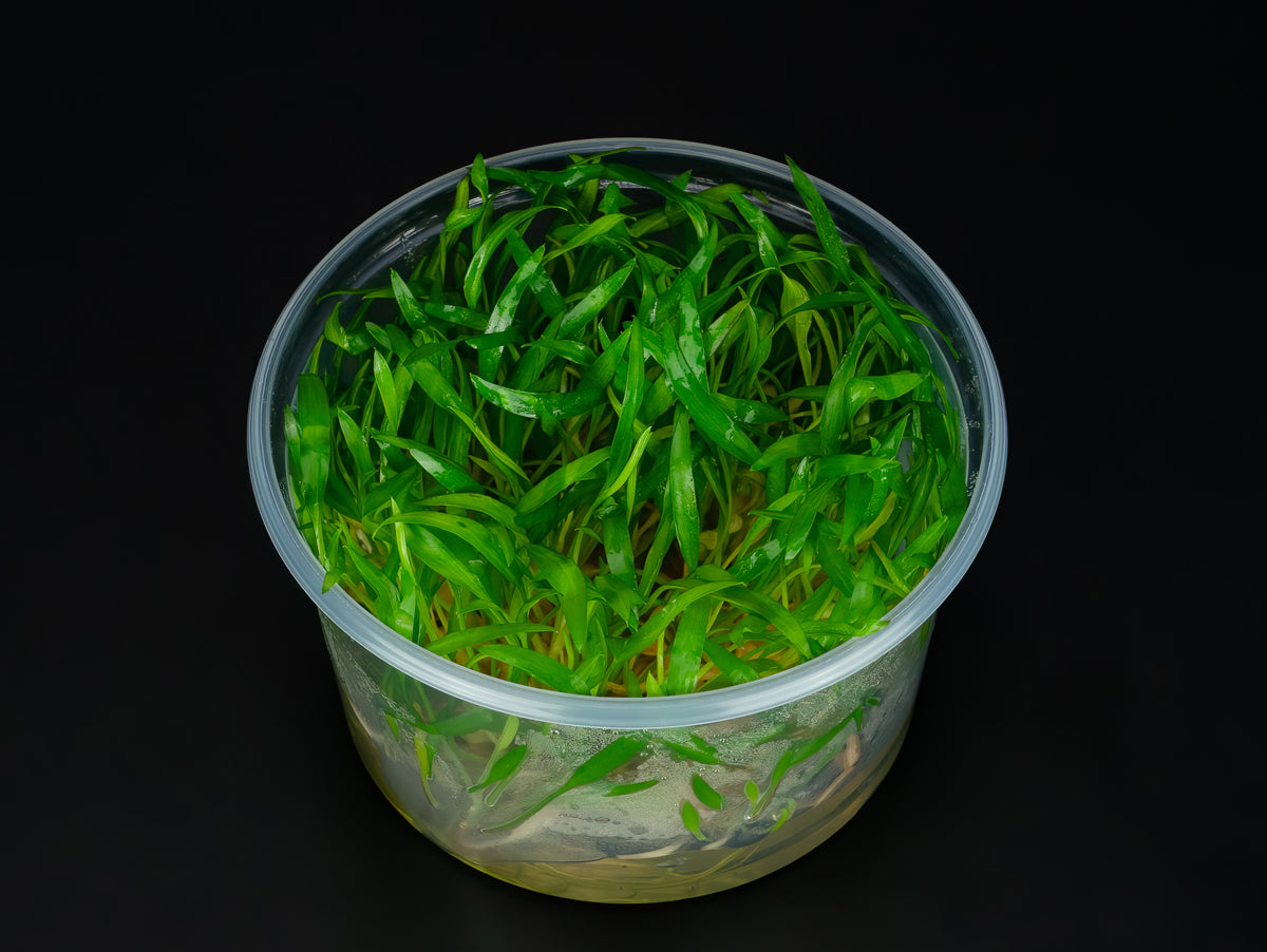Cryptocoryne nevillii